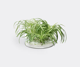 LSA International 'Market' planter and bowl TRANSPARENT LSAI21MAR225TRA