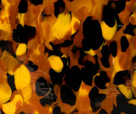 Stories of Italy 'Macchia su Macchia' scented candle, Leopardo BLACK STLY20MAC572BRW