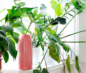 Sch&ouml;nbuch &#39;Carla&#39; vase, medium PINK SCHO22CAR168PIN