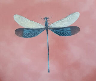 Les-Ottomans 'Insetti' porcelain plate, dragonfly BROWN OTTO21INS832MUL
