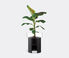 LSA International 'Terrazza' planter, clear and jet back, wide Clear LSAI22TER190TRA