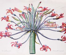 Phaidon 'Flower: Exploring the World in Bloom' MULTICOLOUR PHAI20FLO857MUL