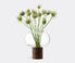 LSA International 'Oblate' vase, medium Clear LSAI21OBL646TRA