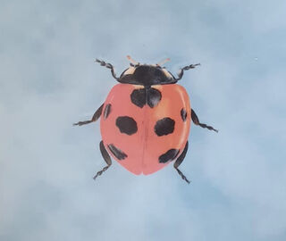 Les-Ottomans 'Insetti' porcelain plate, ladybug TURQUOISE OTTO21INS818MUL