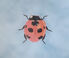 Les-Ottomans 'Insetti' porcelain plate, ladybug turquoise OTTO21INS818MUL